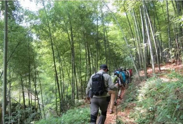 诸暨宣家山线:钟家岭(香榧原始博物馆-西坑(香榧王-宣家山村-金家彦