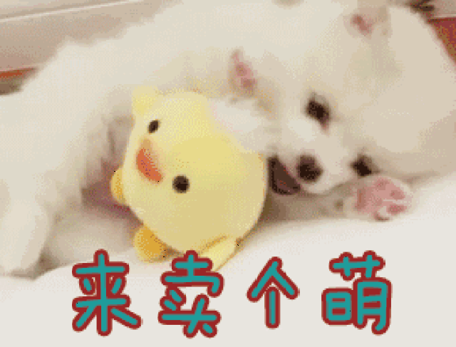 尊贵的狗王子尼古拉斯·弗拉基米尔·亚历山大·旺财向您发出了一份
