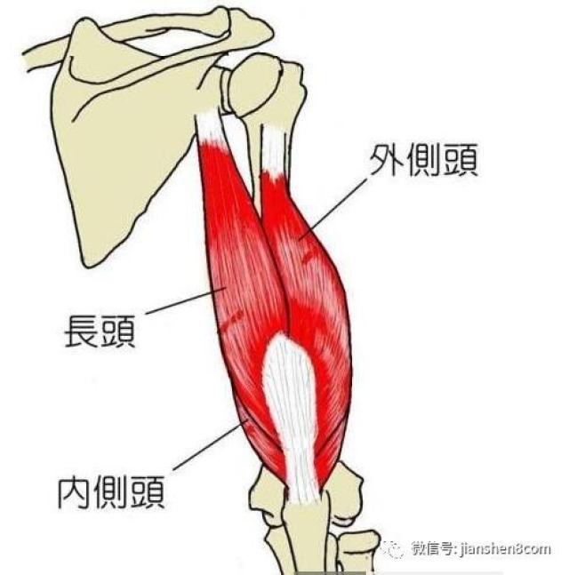 肱三头肌最主要的一个功能就是伸肘!