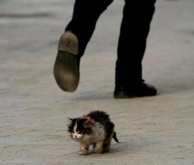 在冬天,十只流浪猫会有六只死掉.