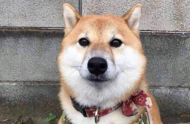 网友在路边跟柴犬自拍后,回来看照片时发现好像不对劲