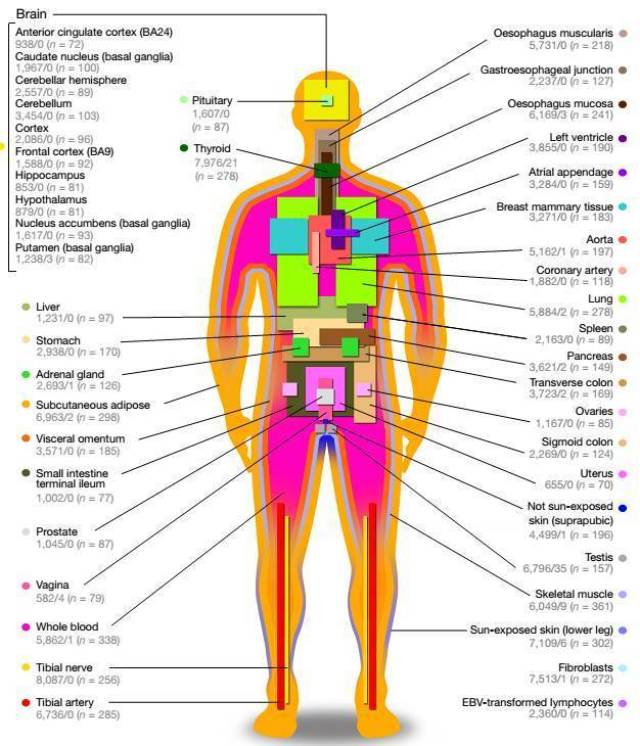 3篇science,4篇nature,7年时间打造"人体基因地图"!