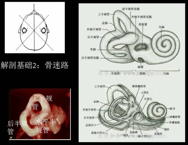 专业分享 | 耳石症复位疗法权威专家肖立智主任课程内容精彩回顾