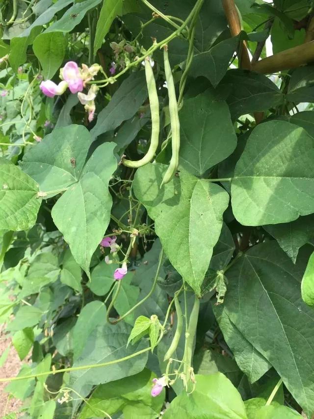 四季豆长长的藤蔓爬在竹竿搭成的架子上 开花时节,像是一只只淡紫色的