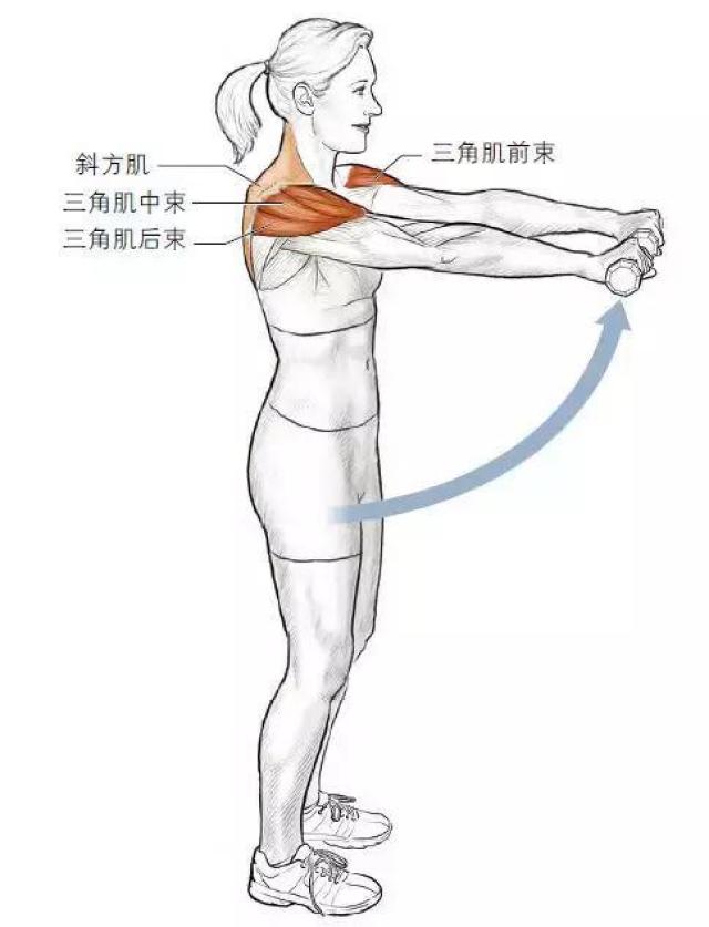 肩部锻炼可以分为以下三种类型: ● 种类1:包括多关节的顶压动作和