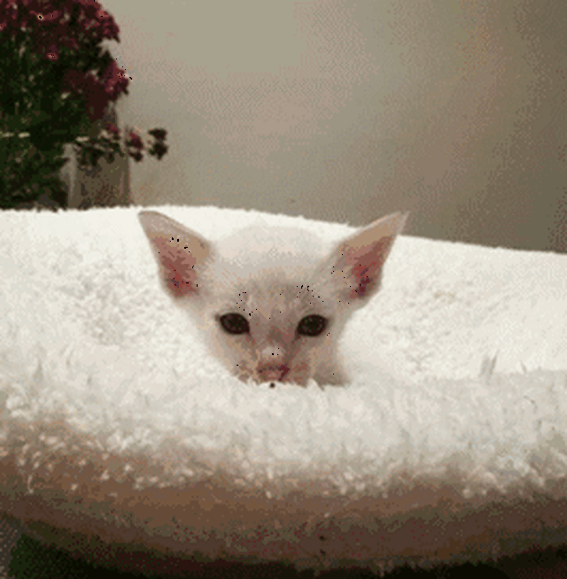 壁纸 动物 猫 猫咪 小猫 桌面 266_272 gif 动态图 动图