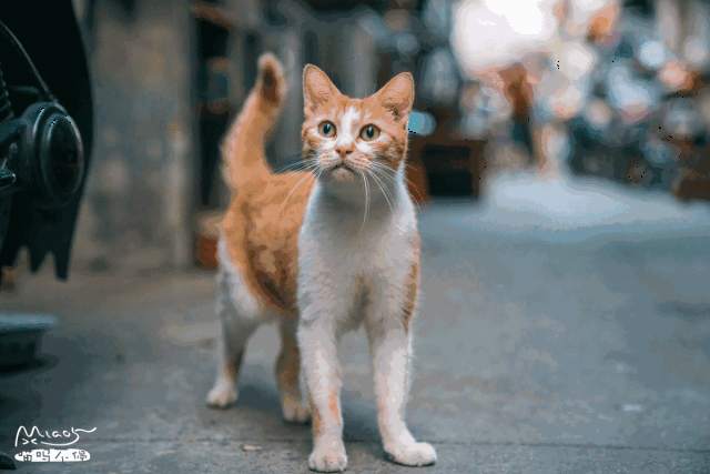 哈哈哈哈哈,你们这些喵星人,真是够了!