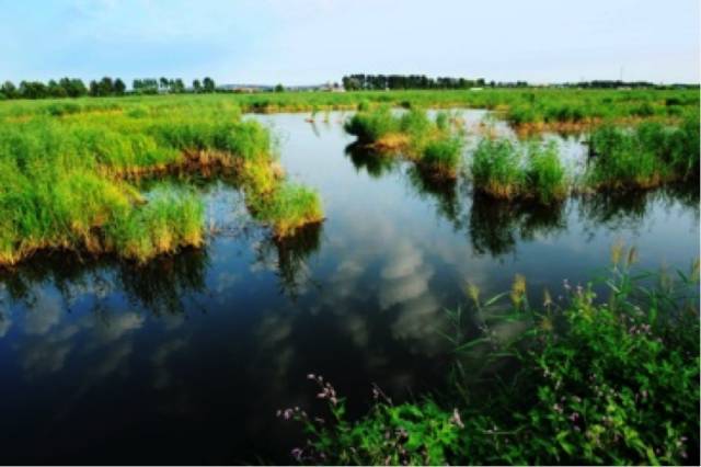 金河湾湿地公园是国家级湿地公园,哈尔滨水生态保护与修复示范区,4a