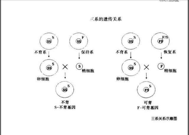 它们的"私生子" 就是人们要找的杂交水稻 所谓"三系法" 就是培养三个