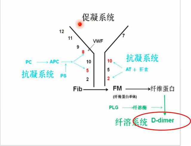 应用:筛查外源凝血途径因子缺乏,监测华法林等抗凝药.危急值:inr>5.