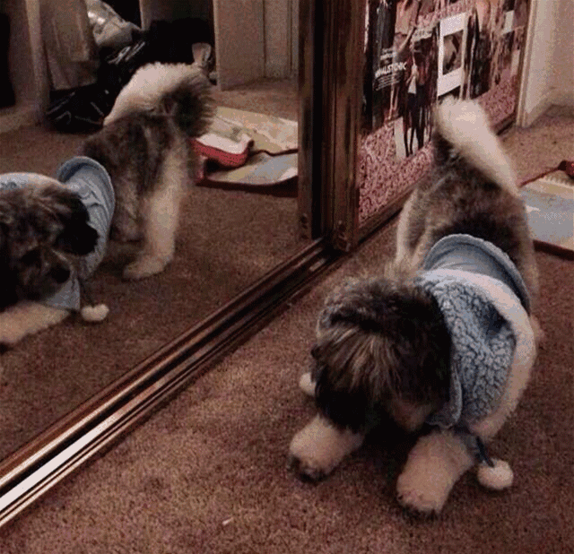 是罕见的驱魔圣犬,狗生如此灿烂,可惜少了个伴……网友:狗狗都来征婚