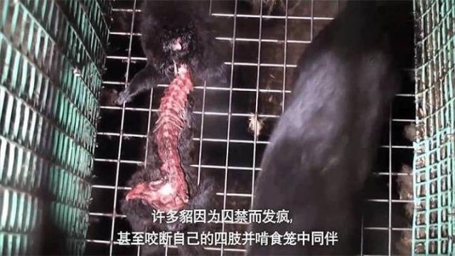 当你穿着皮草温暖如春,它们被