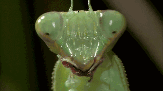 论不要命,螳螂这种生物还没服过谁!