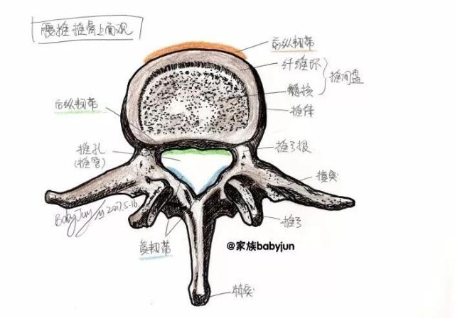 女患者手绘24张医学美图,精美绝仑!