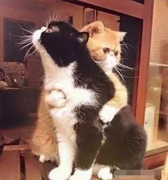 猫咪呆萌的几个瞬间 心都化了