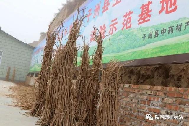 2017中国·子洲黄芪高峰论坛开幕 打造黄芪地域名片 助力全县脱贫致富