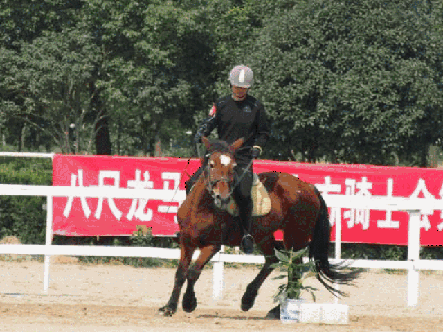 本次月例赛有来自东方骑仕会28名会员报名参加,比赛内容以走地杆,跨栏