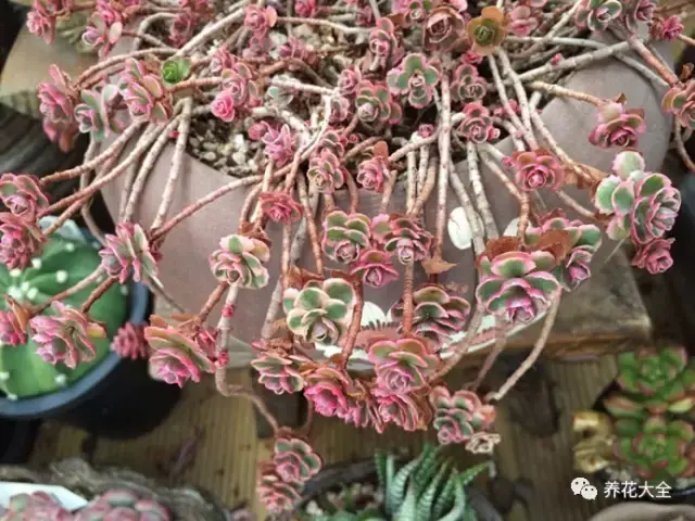 10年的多肉老桩,长成了这样,见过的都说不可思议!