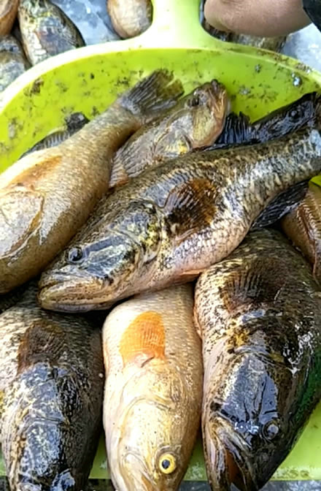 土布鱼杭州两百一斤难买而在北大荒钓到都是喂猫喂狗