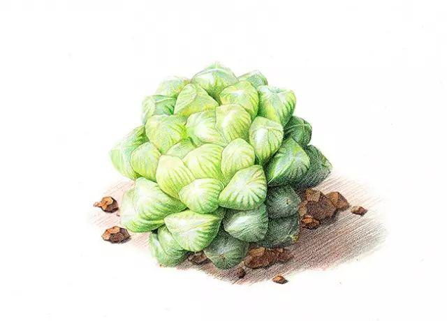 诗一样的多肉插画,像从宫崎骏的动漫世界里走出来一样