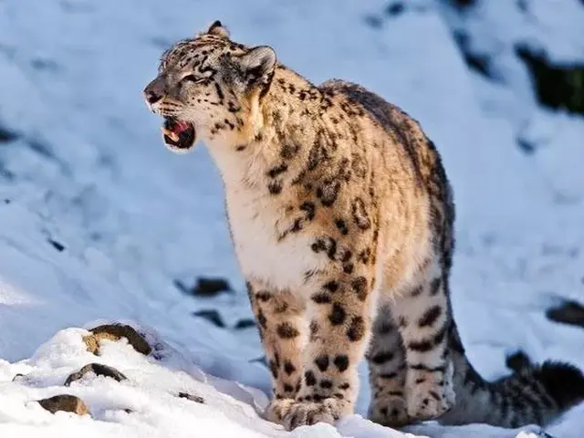 "高山霸主"的称号,也被誉为世界上最美丽的猫科动物.