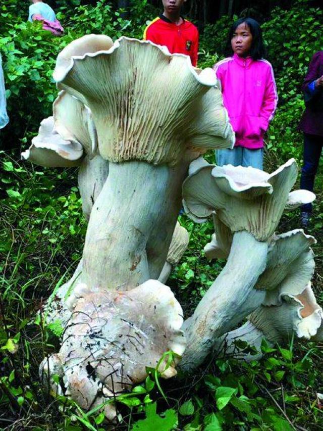云南腾冲现变异巨型蘑菇 杆高94.3厘米