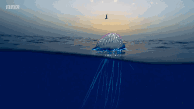 用了十六年,他们专注地只拍了一个颜色