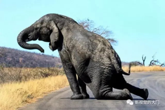 大象在公路上秀「瑜伽」技能让人大开眼界