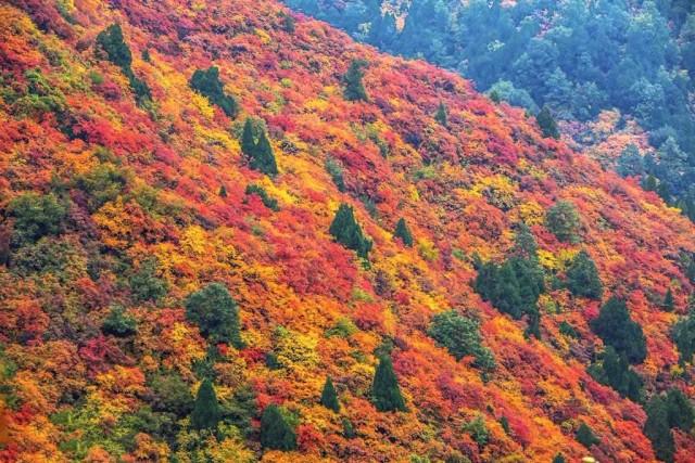 韩城香山又名禹山,座落于薛峰乡,近年以红叶景观而成为附近地区的一大