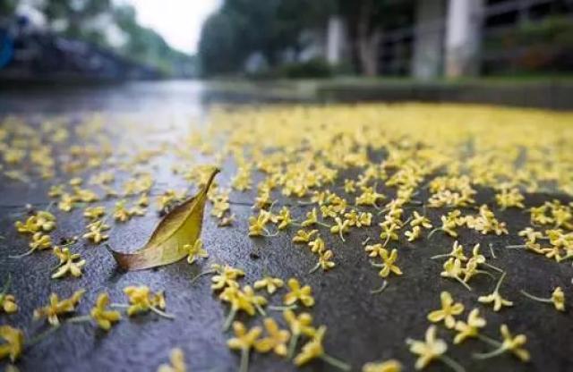 金秋十月,又到桂花飘香时,只等你来一场踏花巡游!