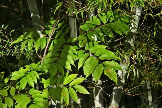 苍南这个地方,居然有那么多"国宝级"植物!