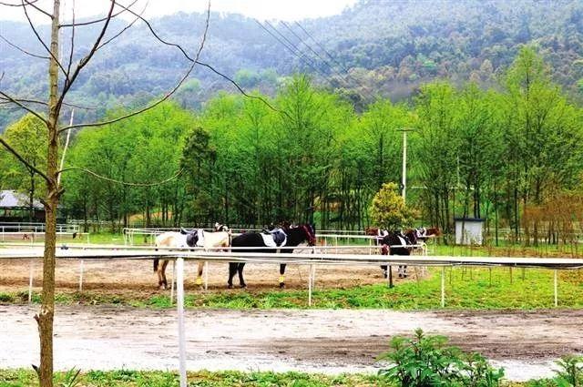 你还要去远方?这里有诗一般的地方——沙坪坝的美丽乡村,幸福田园