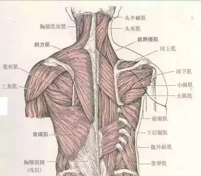 日子久了就会把颈肩部的斜方肌的形状拉成