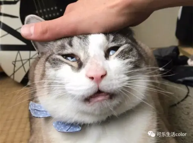 铲屎官们造反啦!推上盛行「边个影猫影得最丑」比赛简直丧病!