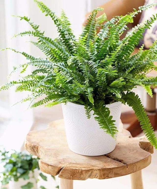 蕨类植物的花艺美学