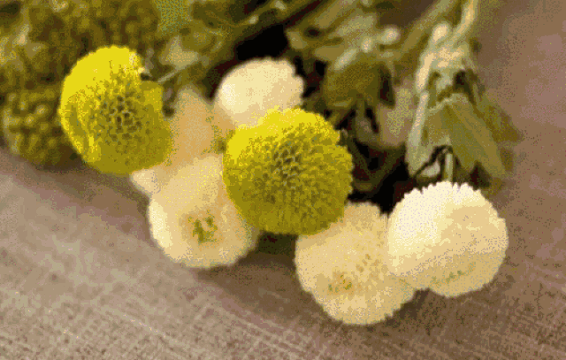 就在这周六,南京缤纷菊花给你好看!