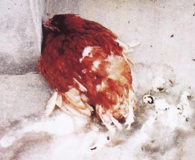 全球10大死亡率最高鸡病，鸡球虫病排第几？