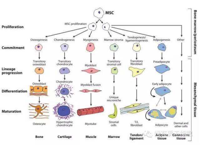 在免疫缺陷的动物实验中发现,间充质干细胞能在体内分化为有功能的