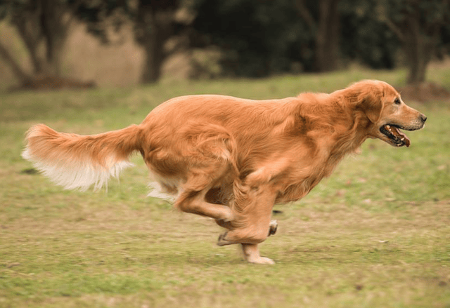 金毛寻回犬介绍,宠物级金毛与赛级金毛犬的区别