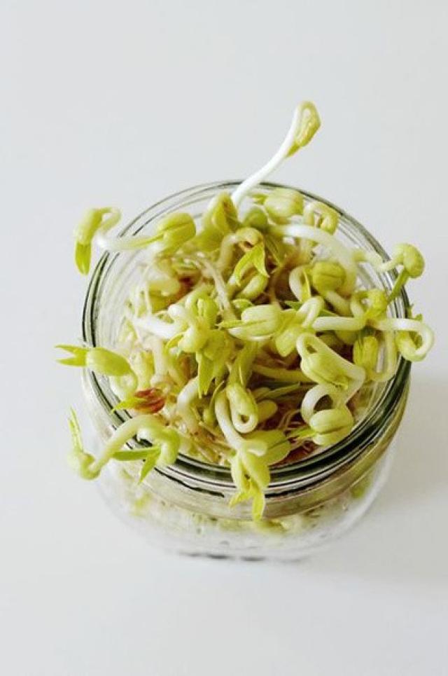 水培豆芽(绿豆)全过程.有图片更好