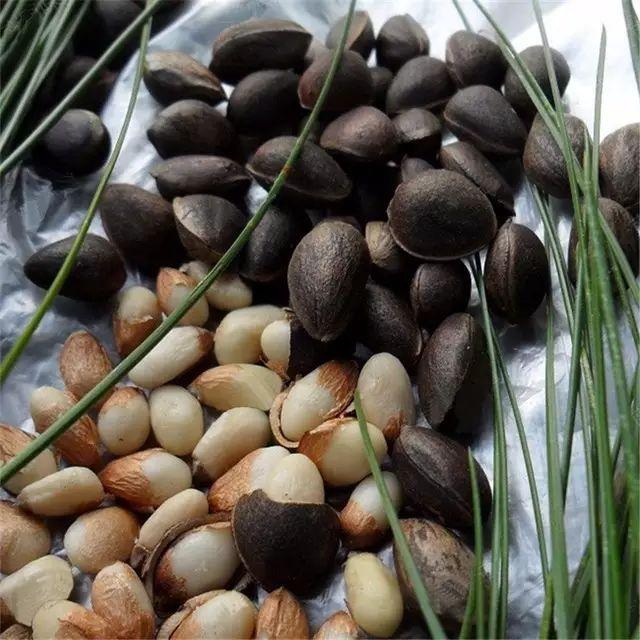 这种松子,甜甜的,嫩得能掐出水!