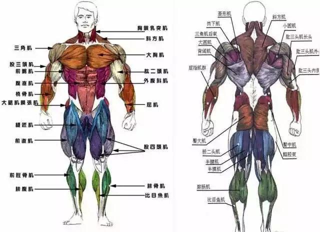 骨头的粗细和肌肉生长的关系