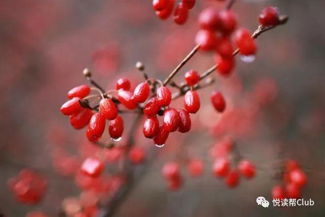 遍插茱萸少一人. 农历九月九日,为传统的重阳节.