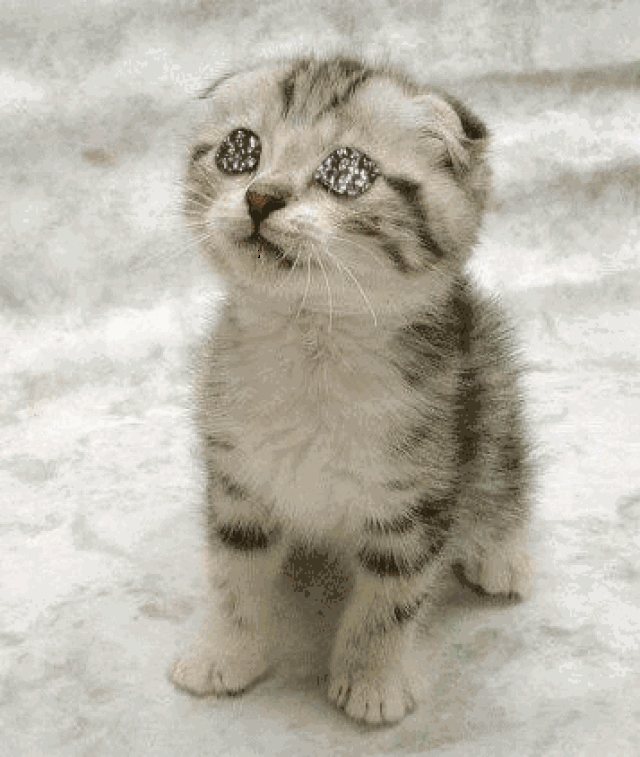 同样的猫咪,别人家的环游世界,会见总统,坐拥几千万粉丝!