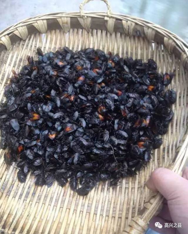 "打屁虫"喜欢潮湿透气,卵石间不夹泥沙,那便是"打屁虫"聚集的地方.
