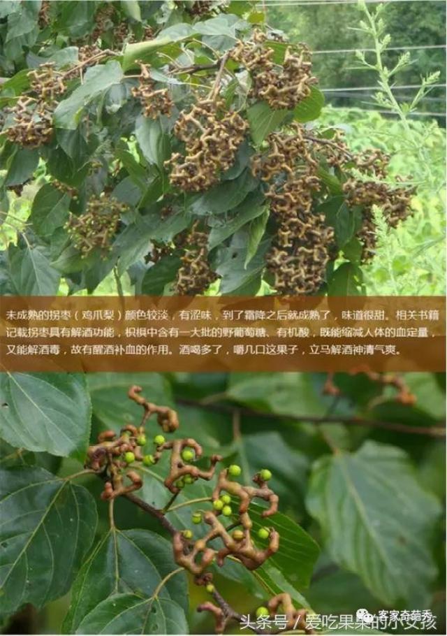 客家农村地区都罕见的这种"吉扭里",泡酒特别好,醒酒