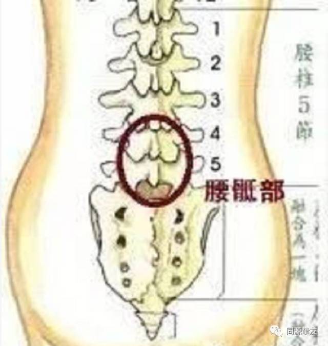 脊椎是人体自愈力的金钥匙