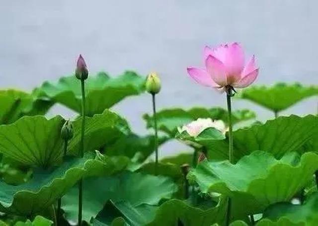 微信头像有多重要?自从换了这个头像,每天业务繁忙…【内附福利】