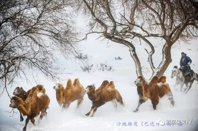 正蓝旗之旅·宁驯十匹马,不驯一峰驼