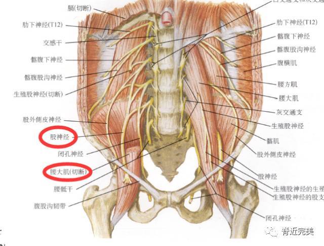 解剖走形:股神经沿腰大肌外侧缘与髂肌之间下行,经腹股沟韧带深面